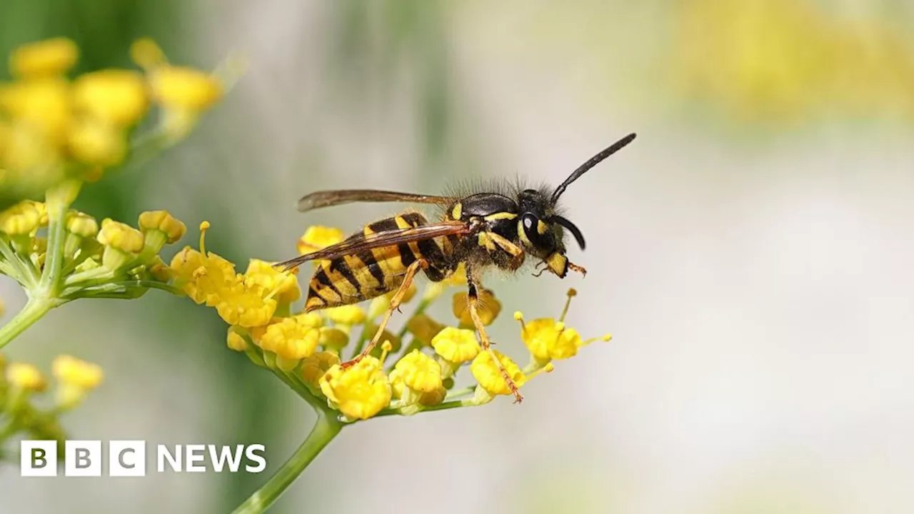 UK wasp decline: Call for 'citizen scientists' to get involved