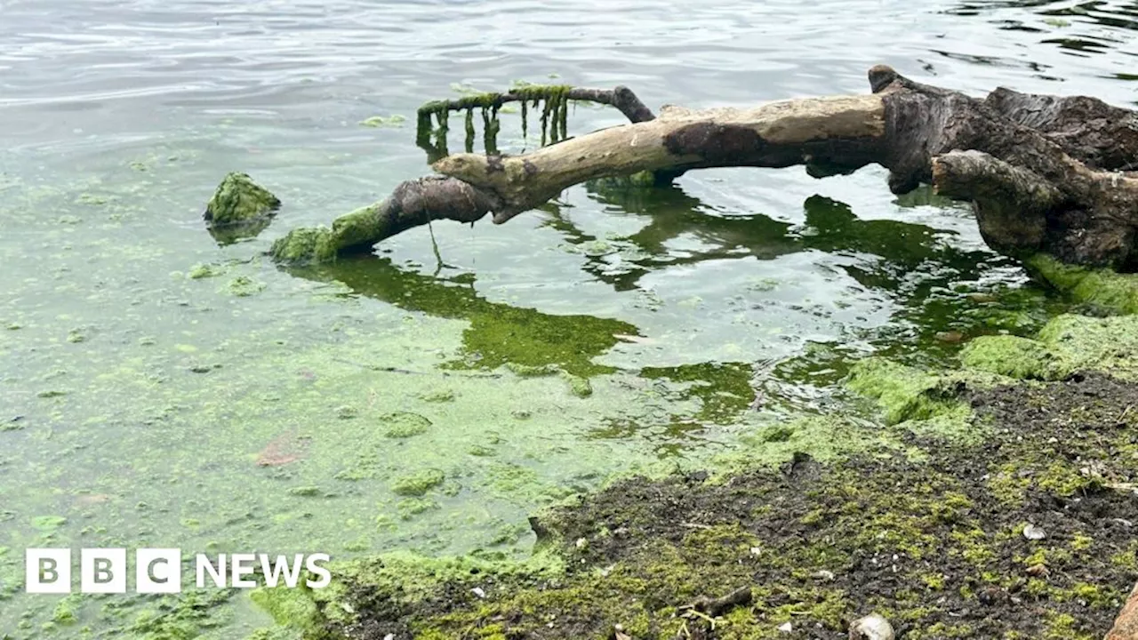 Lough Neagh: Algae could pose serious health risks, say experts