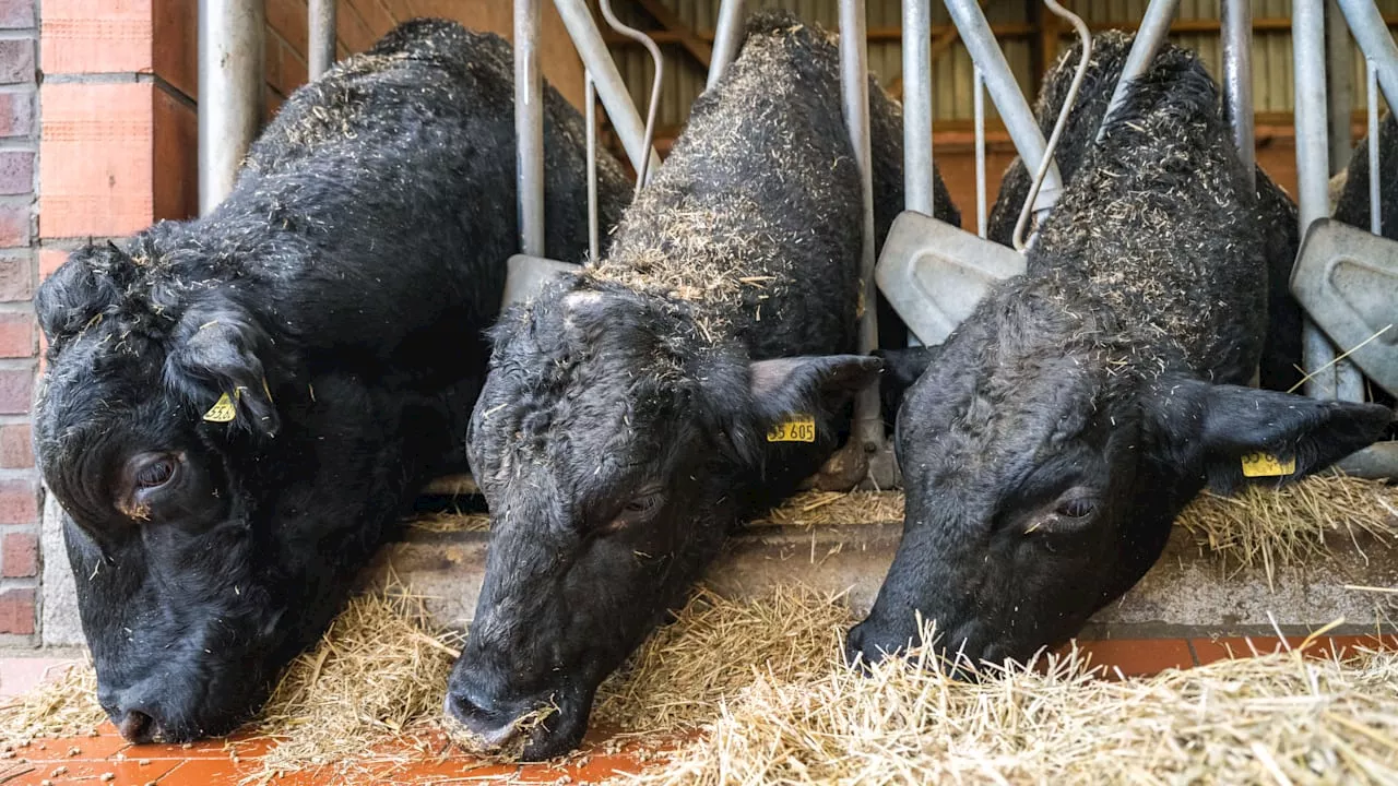 In Niedersachsen: Neue Fälle von Blauzungenkrankheit festgestellt