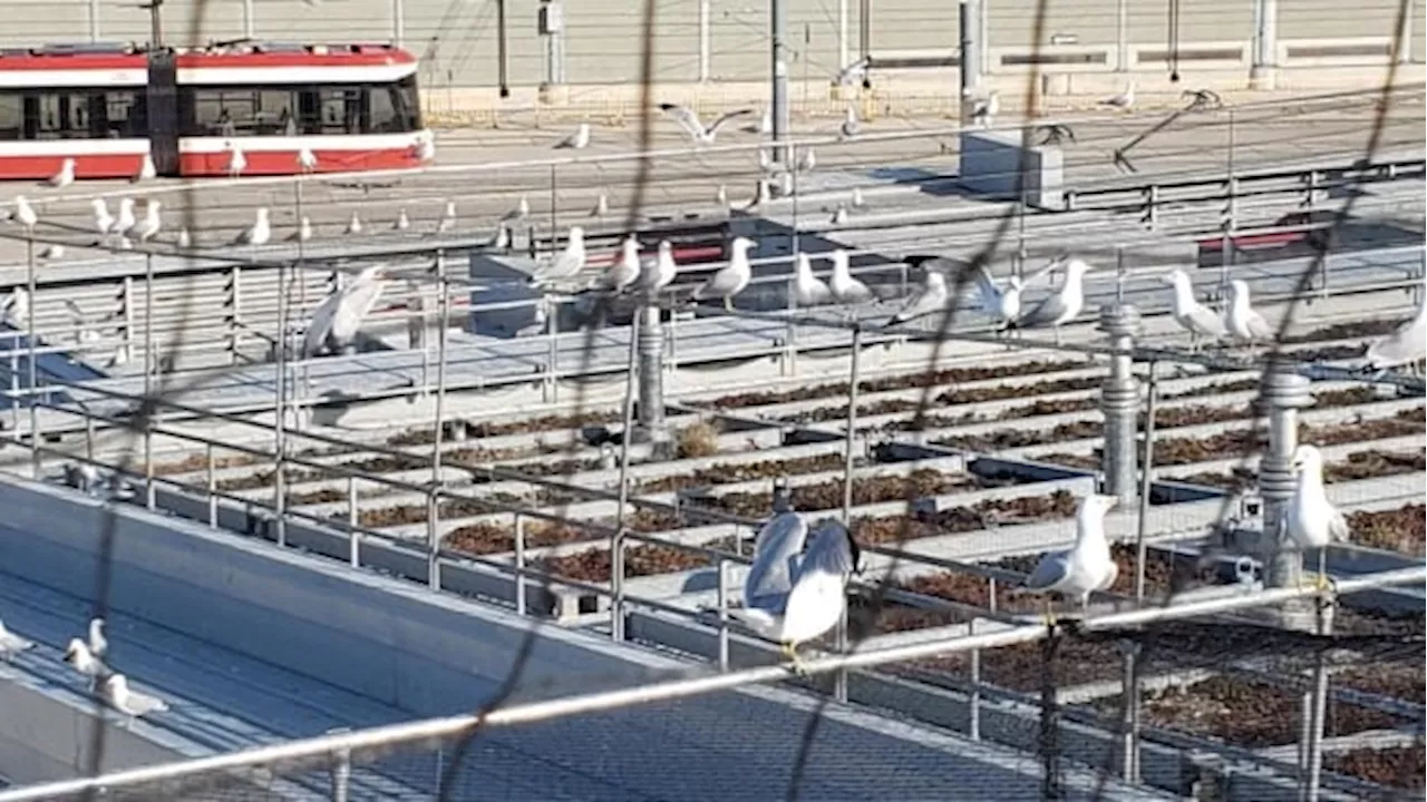 Netting, noise cannons keep gulls off TTC facility