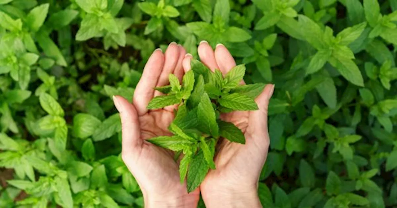 La hierba medicinal con más vitaminas y hierro que calma el dolor de cabeza y reduce el estrés