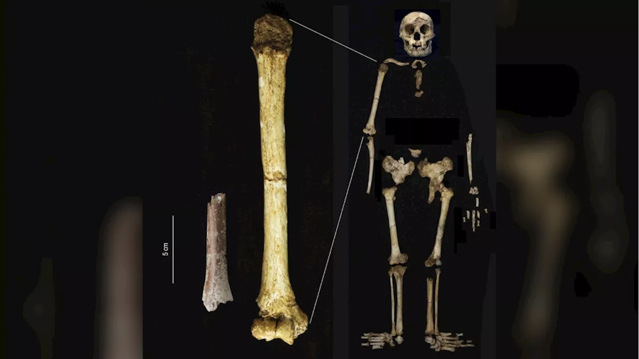 Fossils suggest even smaller 'hobbits' roamed an Indonesian island 700,000 years ago