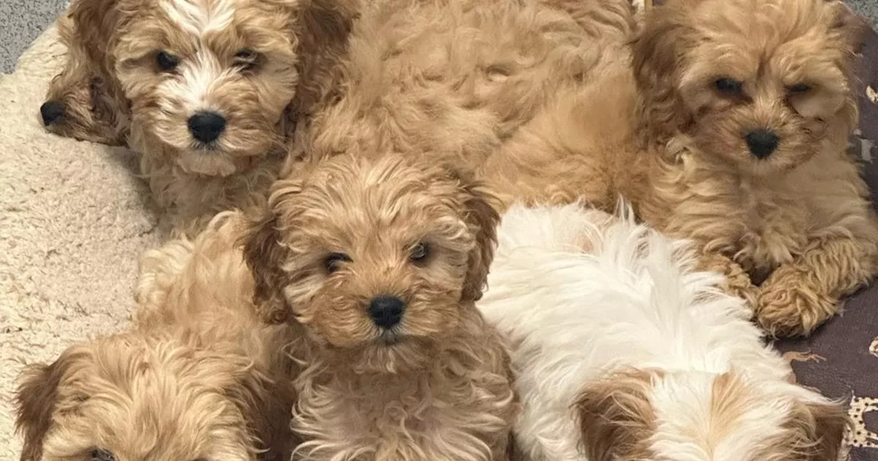 Two dozen pups discovered abandoned in lorry find forever homes six months later