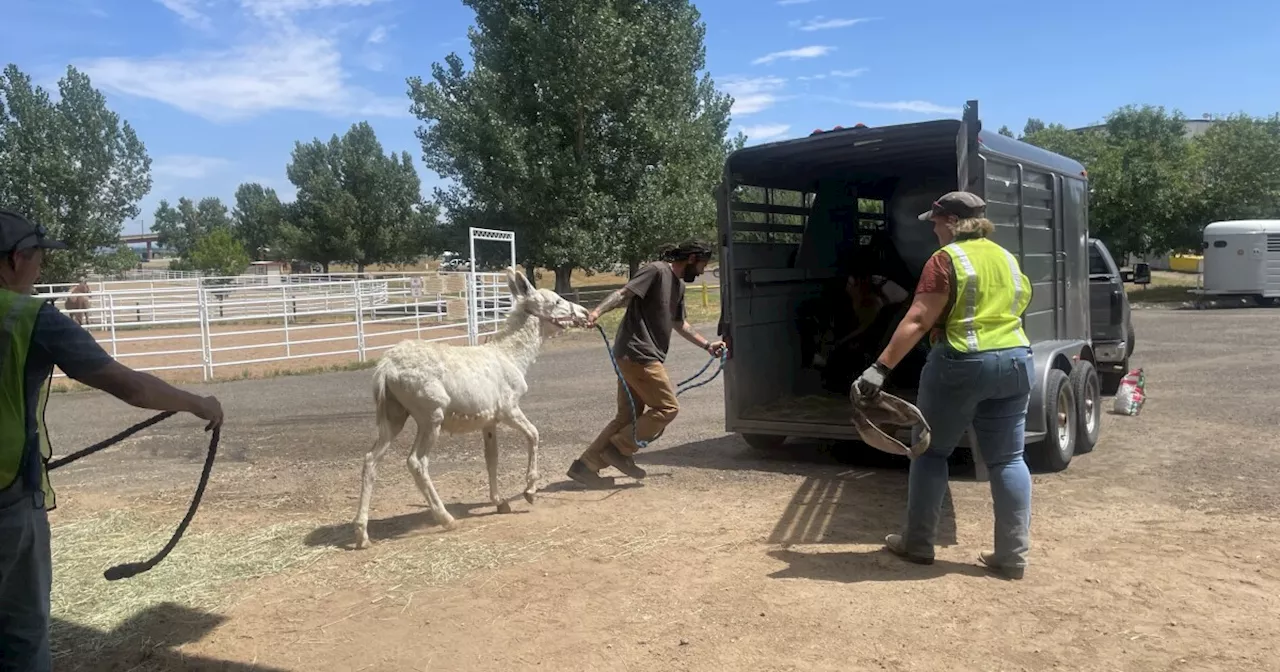 'A really happy day': Nearly 300 animals return home after evacuation orders lifted for Quarry Fire