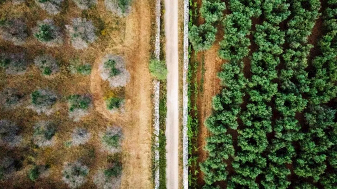 Styrelse advarer om at tage plantesygdom med hjem fra udlandet | Nyheder