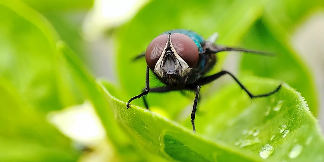 Mit einfachen Hausmitteln: So einfach können Sie eine Fliegenfalle selber bauen