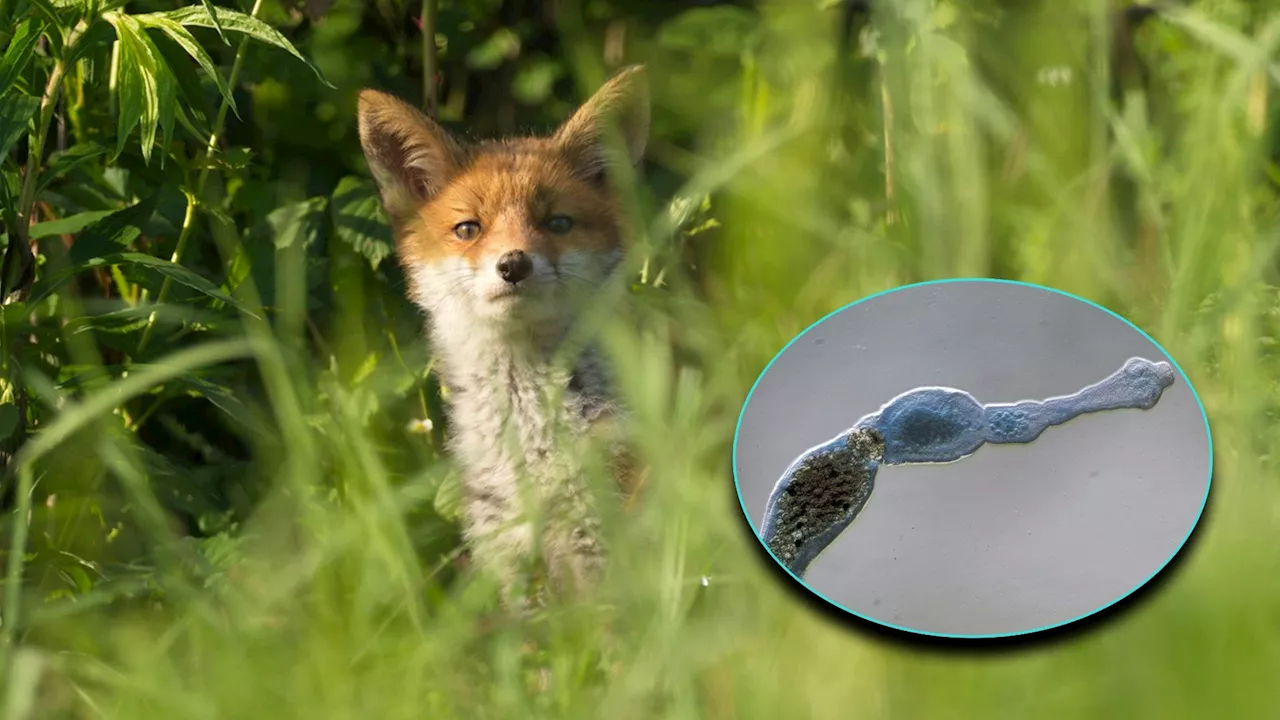  So gefährlich ist der Fuchsbandwurm wirklich