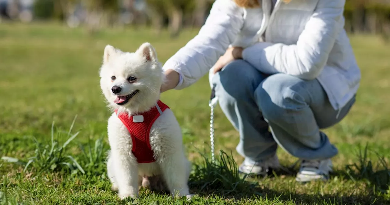 This $11 Dog Toy Is A ‘Lifesaver’ To Tire Out Energetic Pups