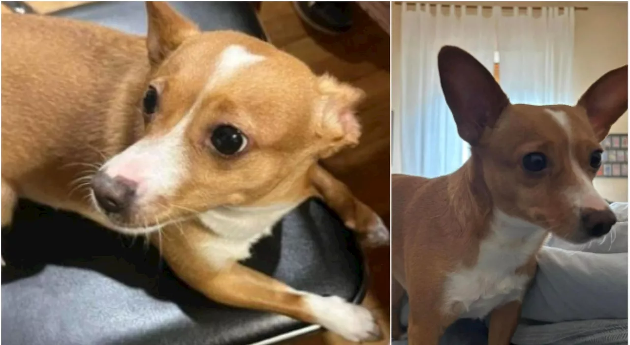 Il cane Guendalina trovato morto dentro una lavatrice, ucciso dai ladri che aveva svaligiato casa a Vigevano