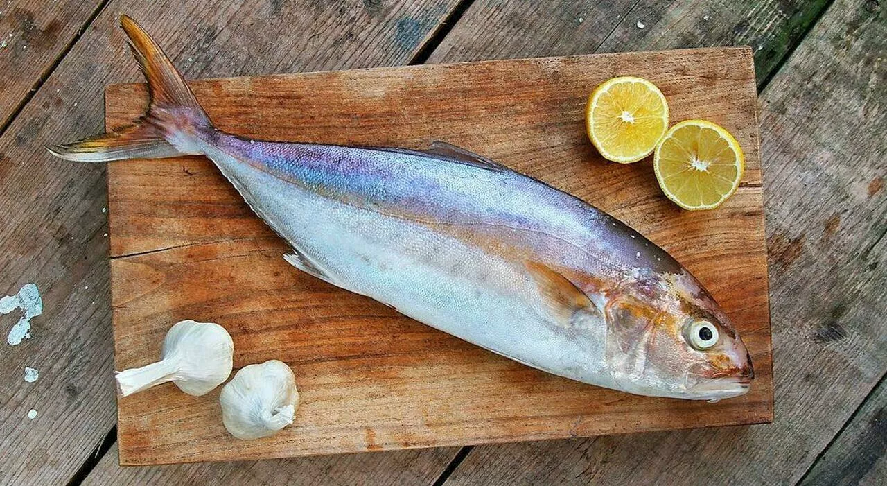 Ricciola, la regina degli abissi amata dagli chef stellati: ecco come cucinarla