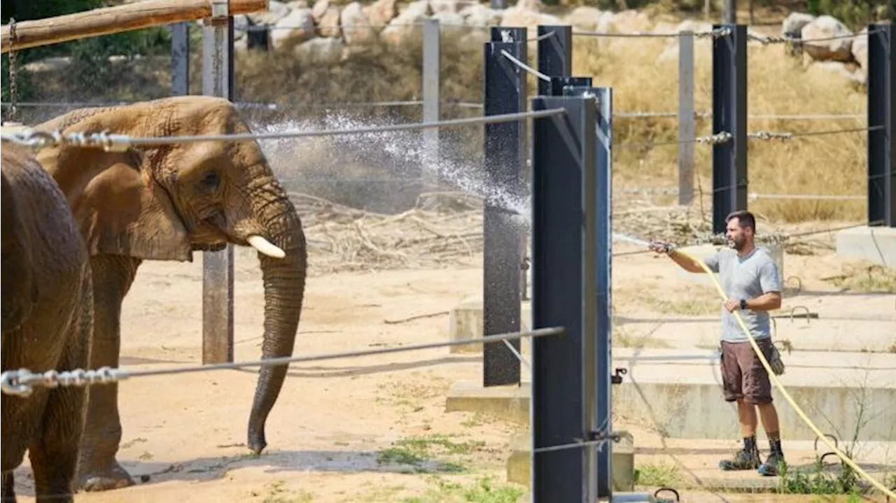 El Zoo de Barcelona se adapta a las altas temperaturas: helados y manguerazos