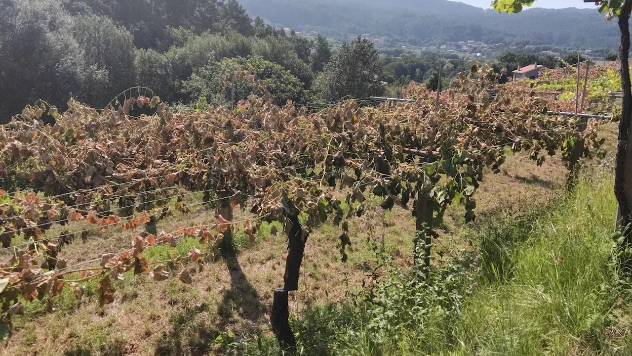 Viticultores de Pontevedra sufren un brutal ataque en sus viñedos: 900 cepas cortadas de cuajo