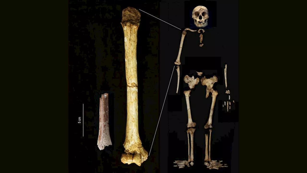 700,000-year-old fossil sheds light on mysterious ‘Hobbit’ hominin species