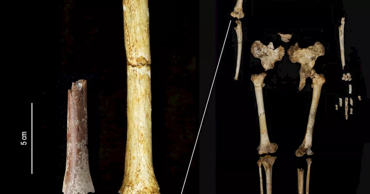 ‘Hobbit’ bone from tiny species of ancient humans found on Indonesian island