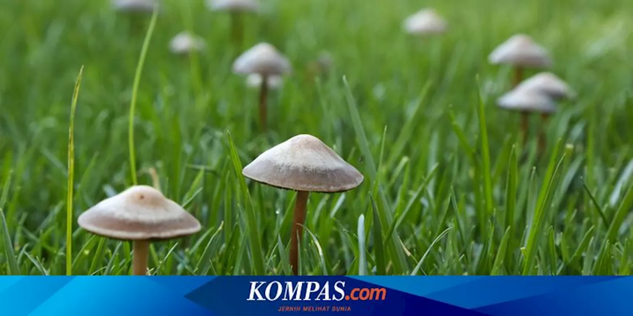 Jangan Langsung Disingkirkan, Nih Sederet Manfaat Jamur Halaman Rumah