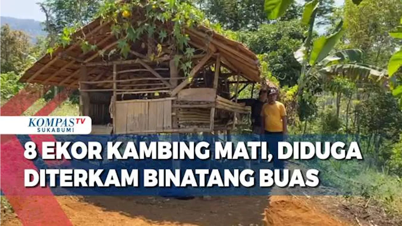 8 Ekor Kambing Milik Warga Mati Di Kandangnya Diduga Diterkam Binatang Buas