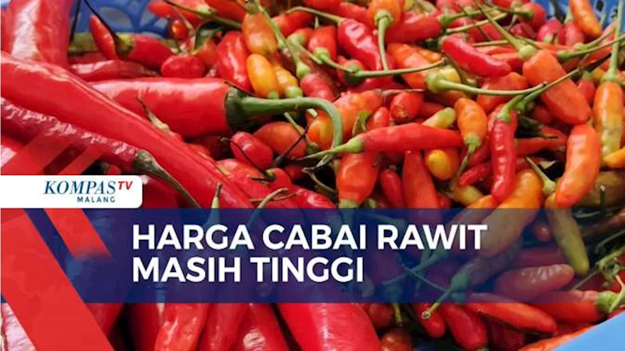 Harga Cabai Rawit Masih Tinggi, Capai Rp 80 ribu Per Kilogram