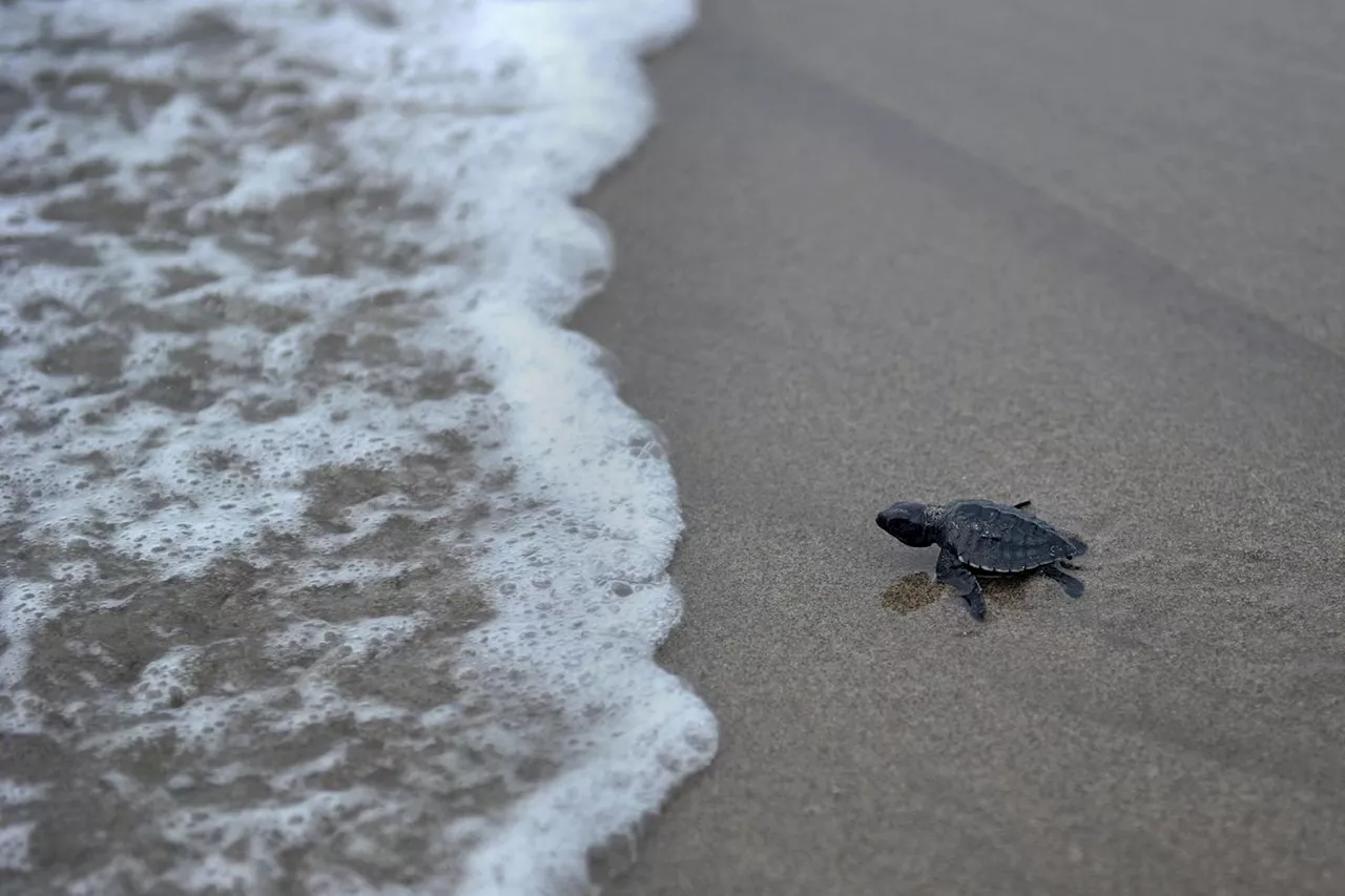 L'Etat veut intensifier la lutte contre le braconnage de tortues à Mayotte|br/|