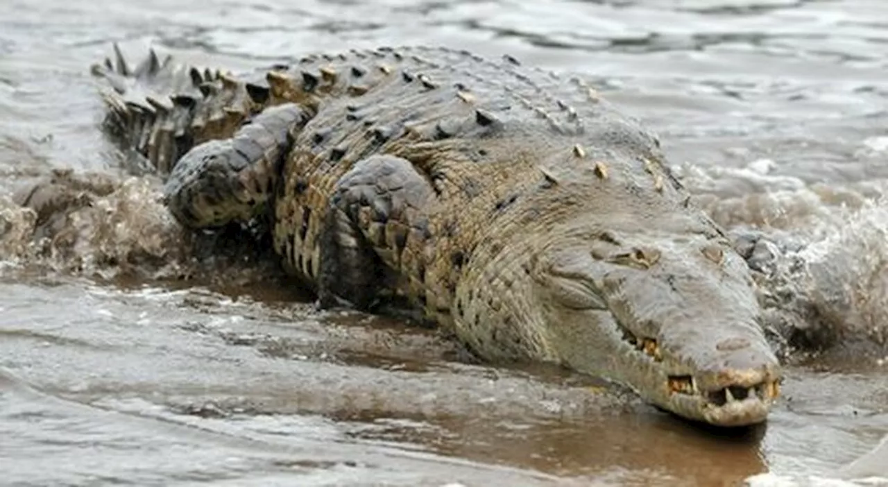 Coccodrillo di quattro metri ucciso dopo aver divorato un pescatore in Australia