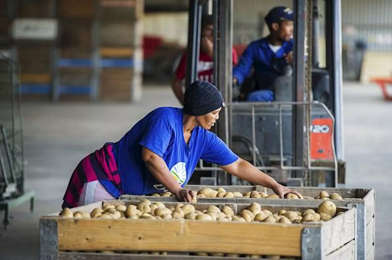 Potato prices set to soar by over 100% as Limpopo black frost damage takes its toll