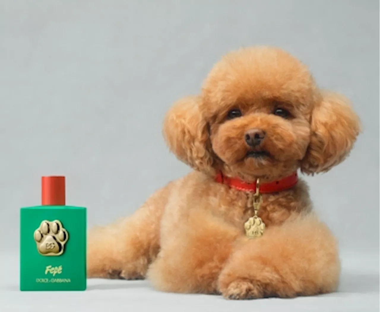 Dolce & Gabbana wants to make sure your pooch smells of luxury: with a RM480 dog perfume