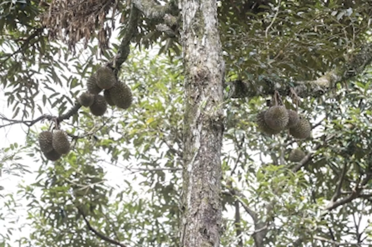 Form Five student crushed to death by durian tree in Kedah while on way to school