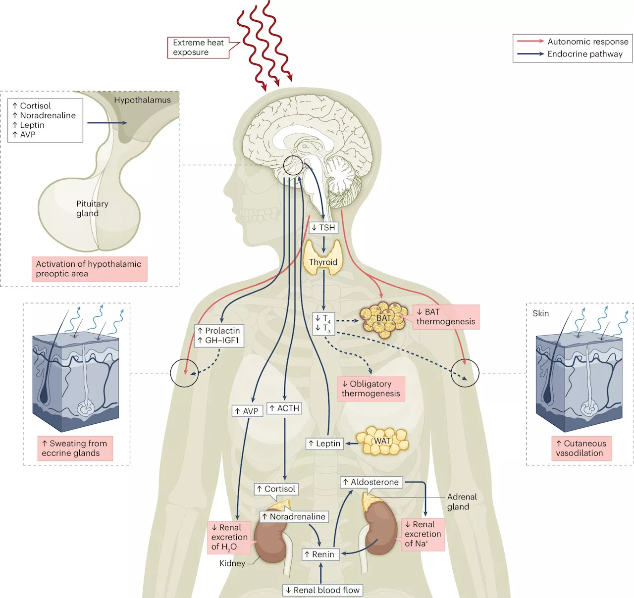 Exploring the health impacts of climate change on the endocrine system