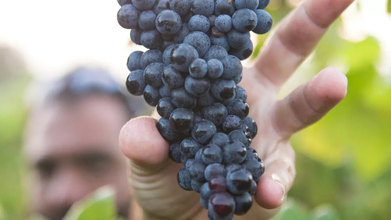 Saint-Gilles : À la découverte des vins d'exception de l'appellation 'Costières de Nîmes'