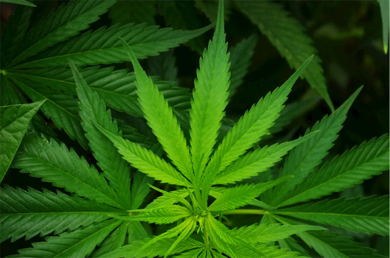 Solon bullish on medical marijuana okay