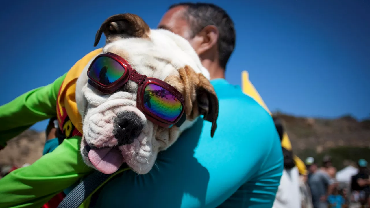 Pooches will learn to surf, for a good cause, at Del Mar Dog Beach