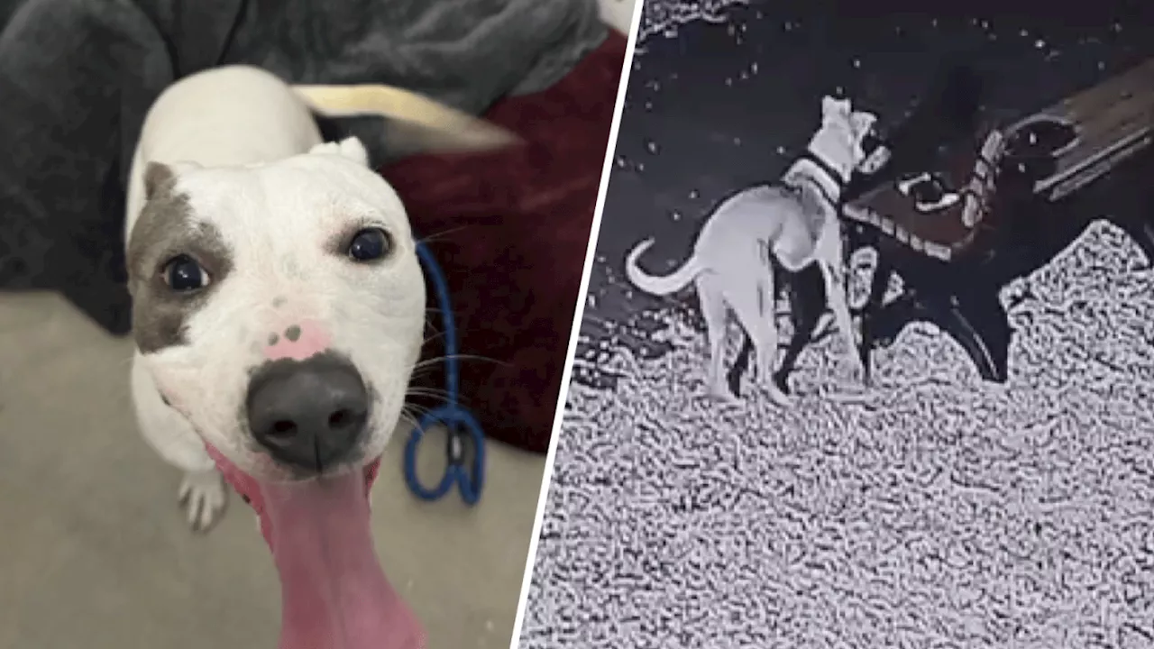 Abandoned dog left tied to bench outside South Jersey shelter in the middle of the night