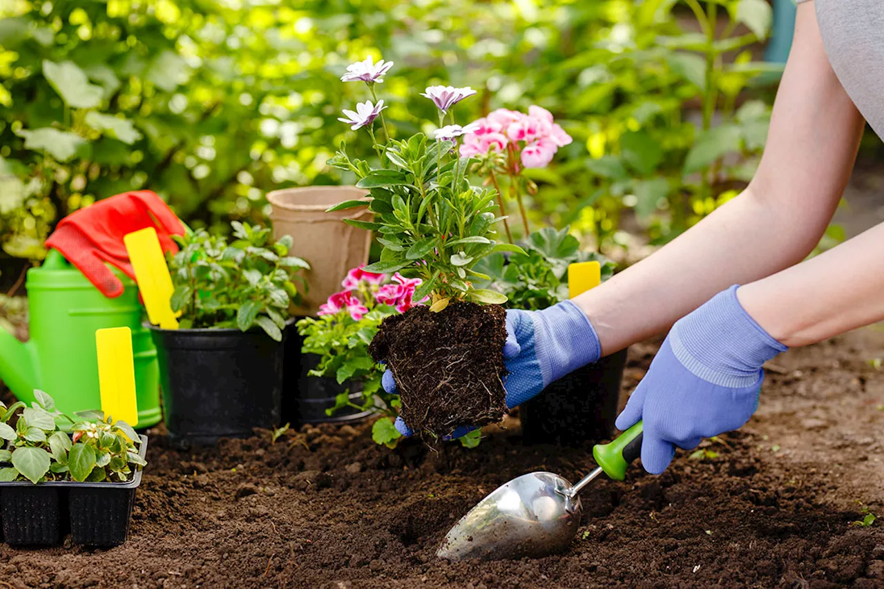 Planted in August, these flowers will add charm to your garden in the autumn.