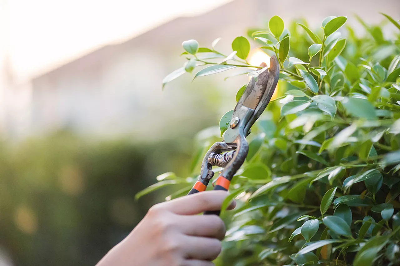 Prune these plants before 15 August if you want flowers in your garden this summer