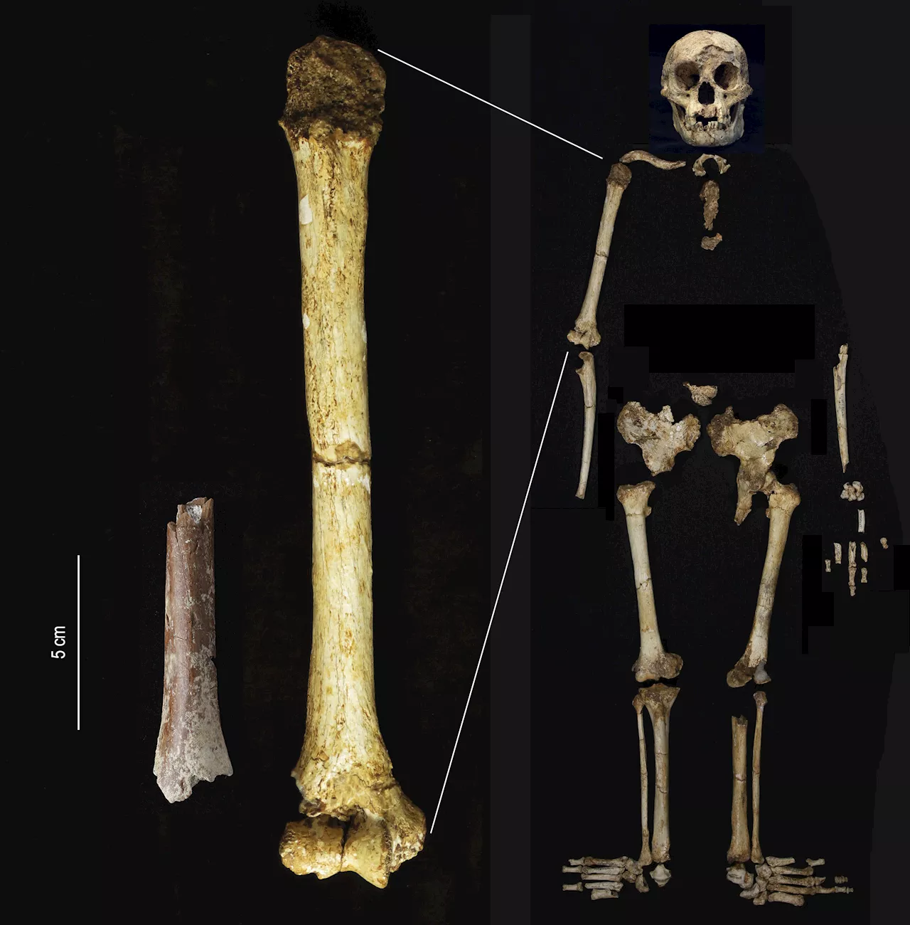 Study Sheds New Light on 'Hobbits' Who Lived 700,000 Years Ago