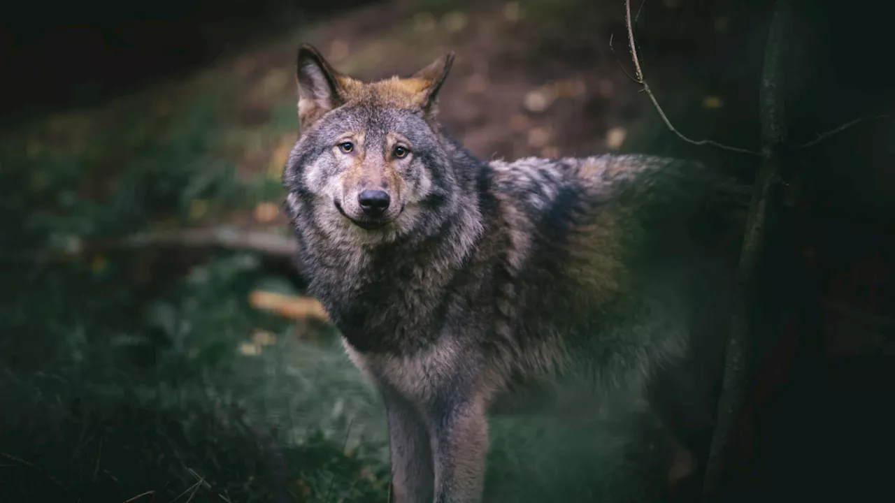 „Der Wolf ist zurück“: FPÖ will Wolfsverordnung verschärfen