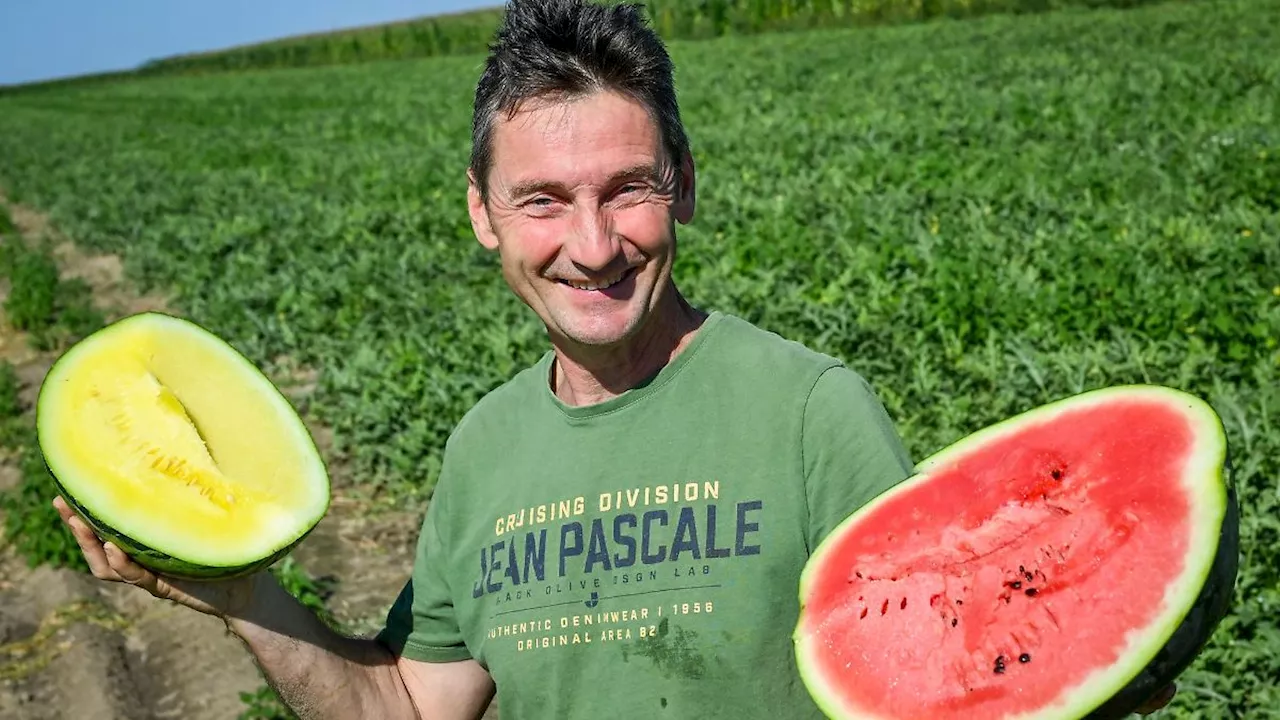 Berlin & Brandenburg: Regenwetter kann Melonenernte in Velten nicht trüben