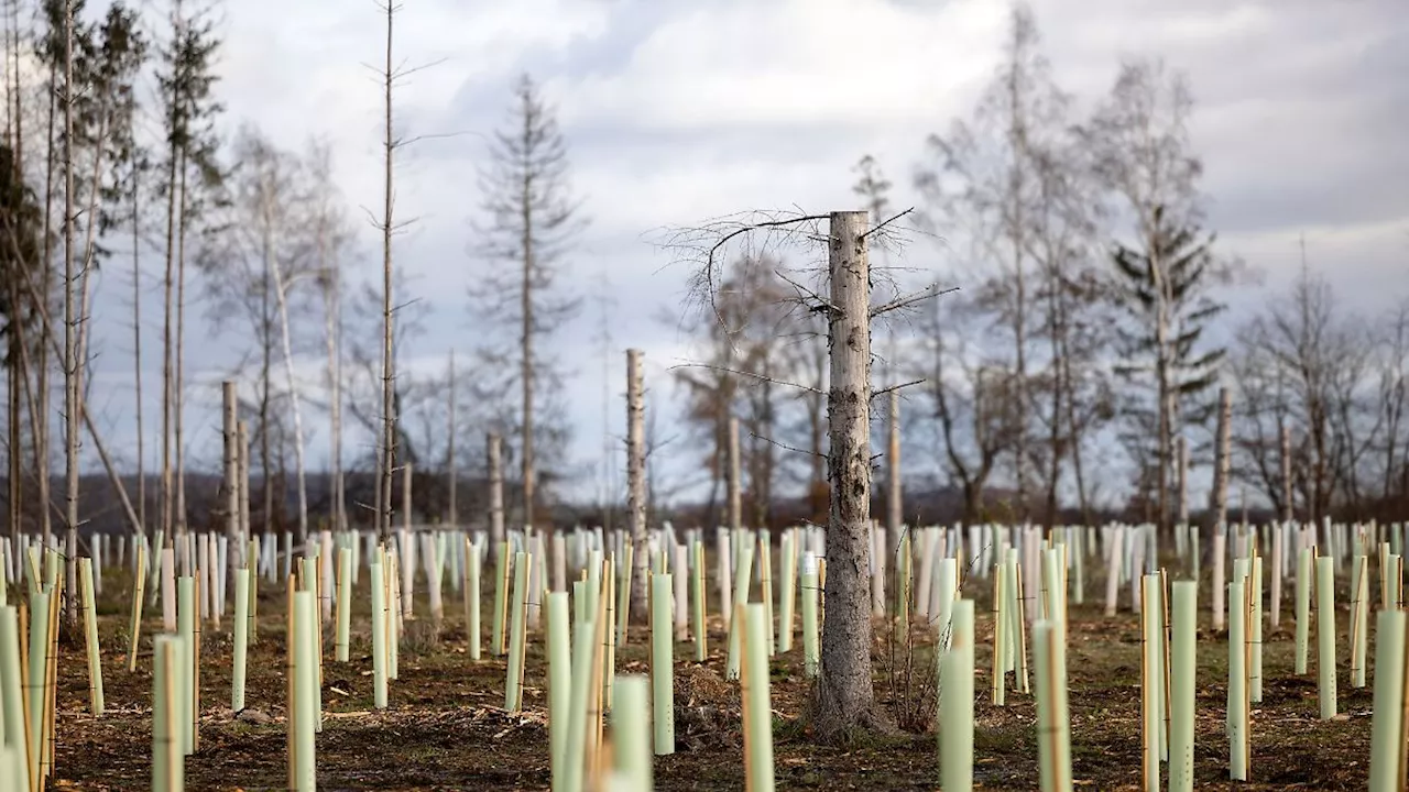 Thüringen: Ministerin: 11.000 Hektar Wald in Thüringen aufgeforstet