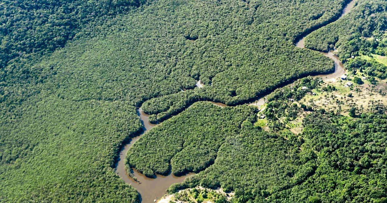 Waldschäden verändern CO2-Bilanz im Amazonas-Regenwald