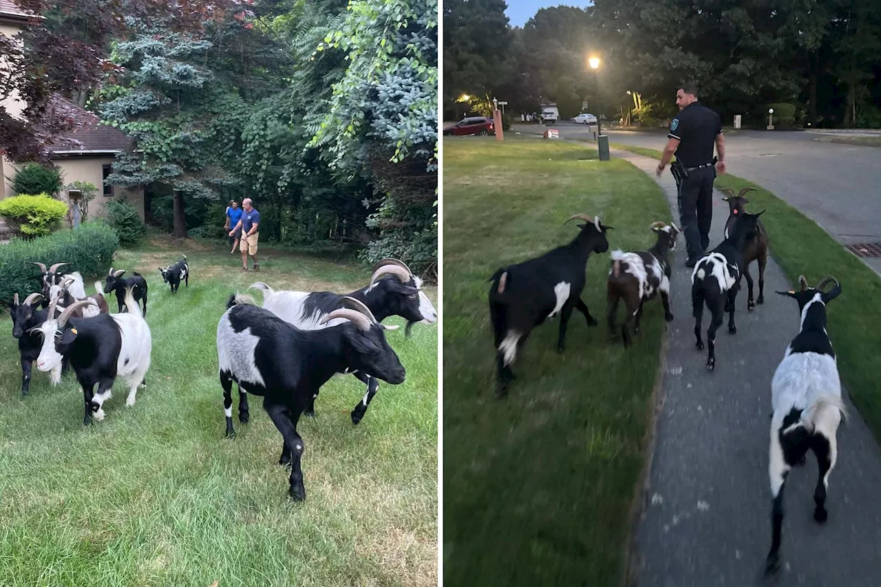 15 goats tasked with munching poison ivy run loose through Boston suburb: 'Project gone wrong'