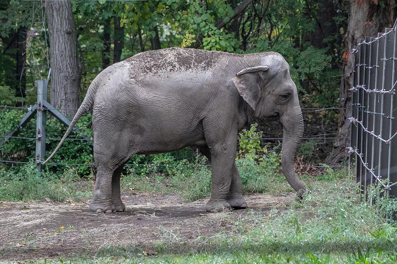 Bronx Zoo's elephant 'Happy' hasn't been spotted in public -- and activists aren't happy over the mystery