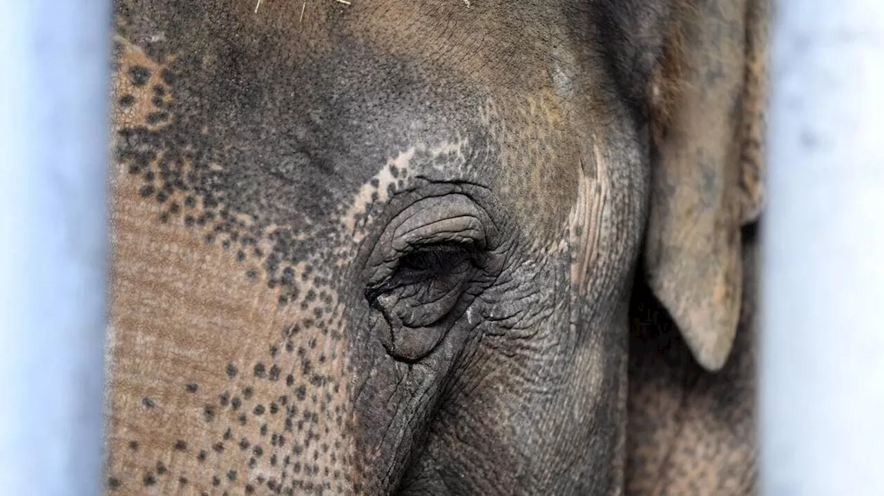 Un cirque avec des animaux s’installe illégalement à Montpellier, la mairie et le préfet réagissent