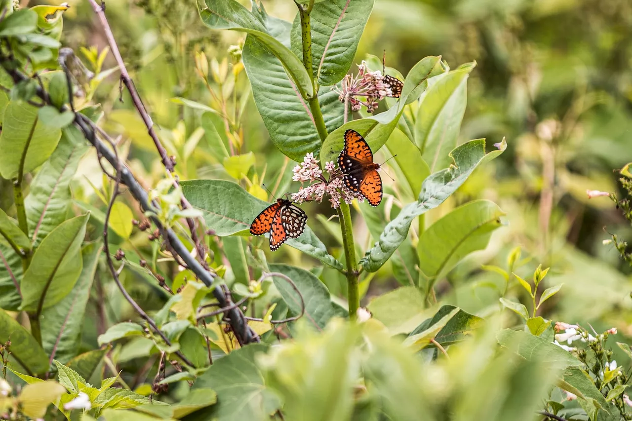 Rare insect that calls central Pa. military base home is poised to make endangered list