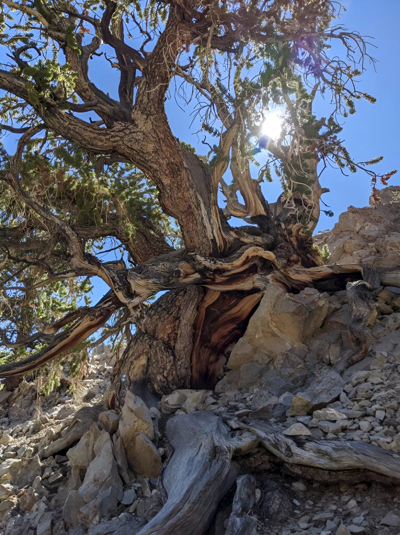 Ancient pines could reveal the heat of thousands of past seasons