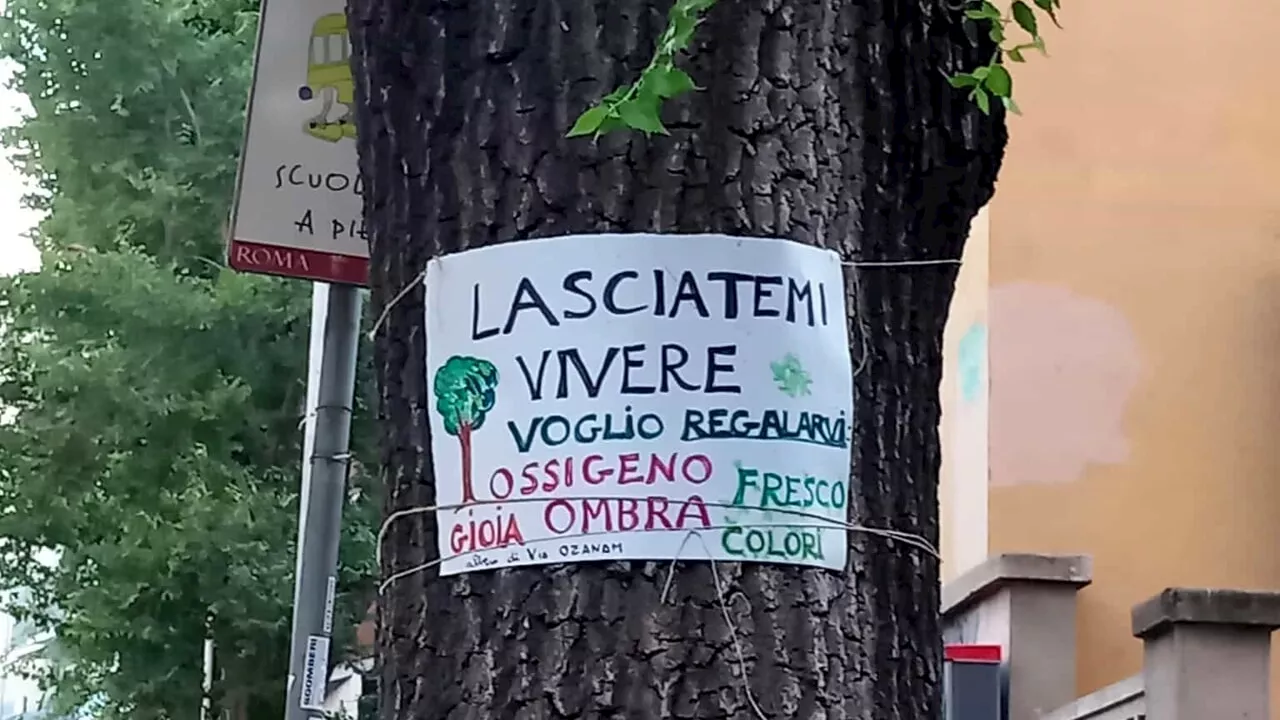 No al taglio degli olmi: a Monteverde decine di cartelli in difesa degli alberi