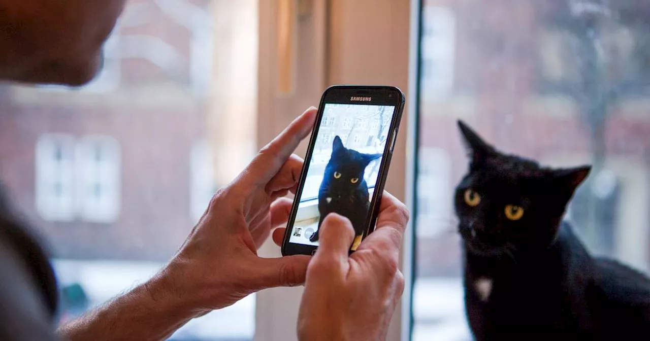 Laut Studie: Mehr als jede zehnte Katze hat einen Social-Media-Account