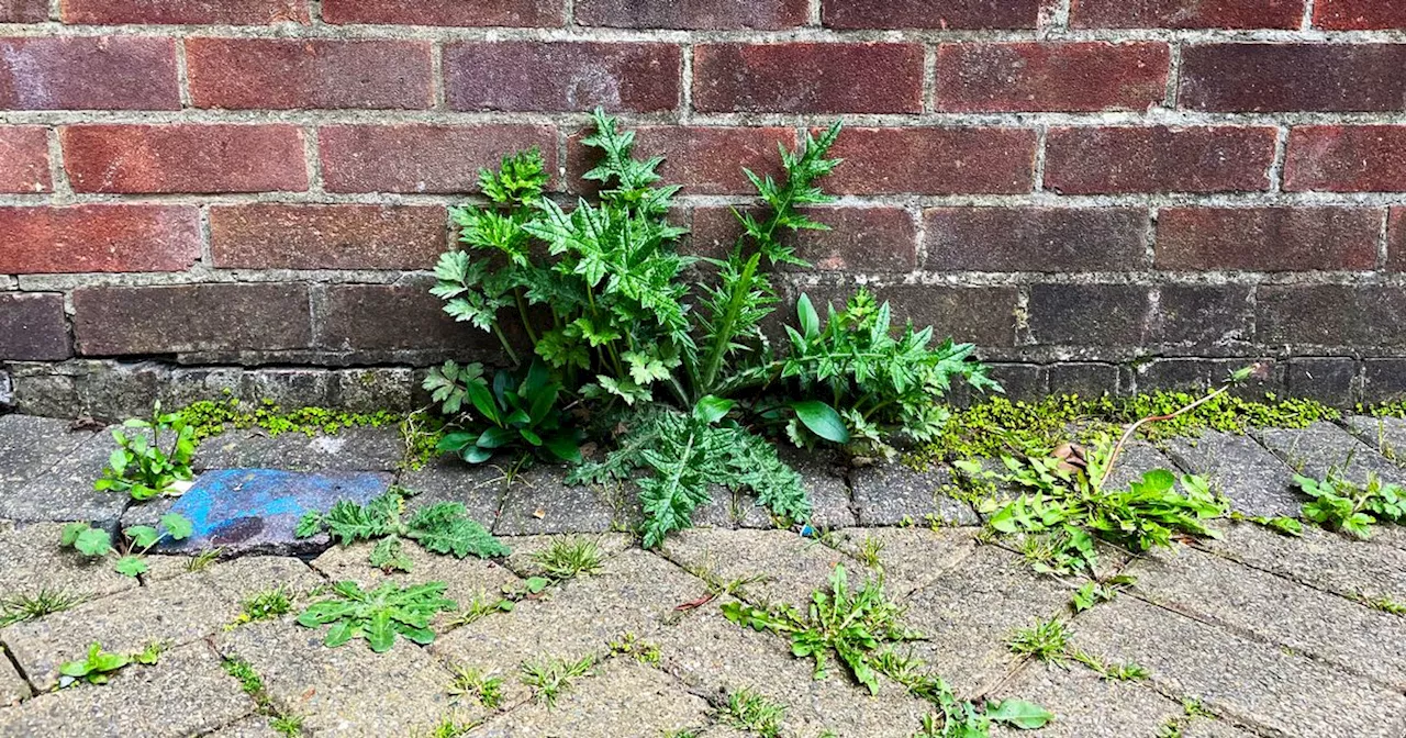 'Permanently' destroy patio weeds in 24 hours with kitchen item that isn't vinegar or salt