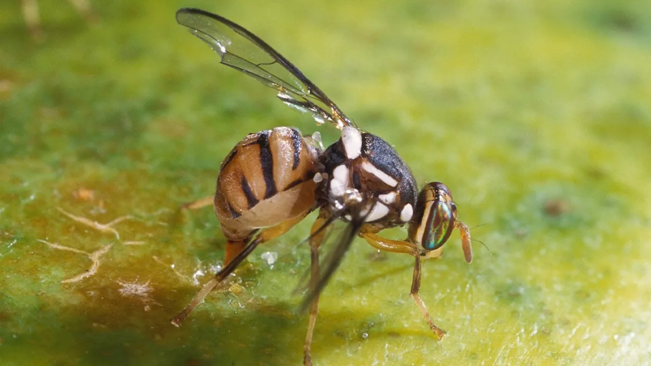 L'AFSCA appelle à vigilance: cet insecte exotique a été à nouveau trouvé chez nous