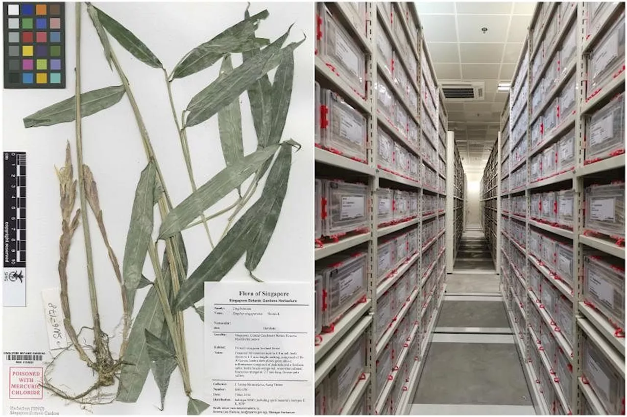 World of plants a click away: S’pore to launch S-E Asia’s largest digital plant database around 2027