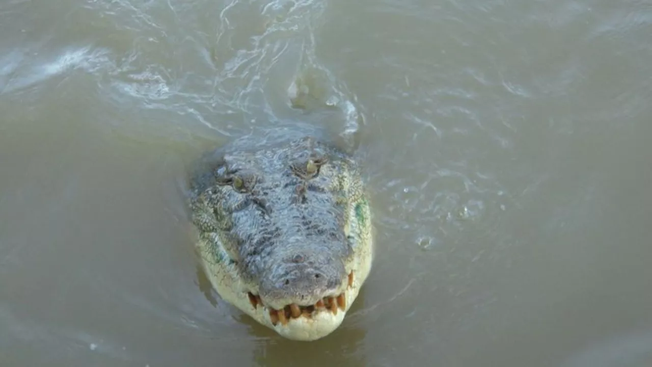 Nach mutmaßlicher Attacke: Menschliche Überreste in Krokodil in Australien gefunden