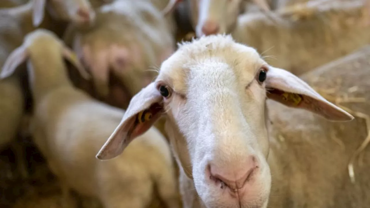 Tierseuche: Blauzungenkrankheit breitet sich in Hessen weiter aus